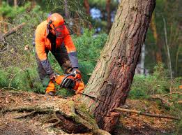 Tree and Shrub Care in Jamestown West, NY