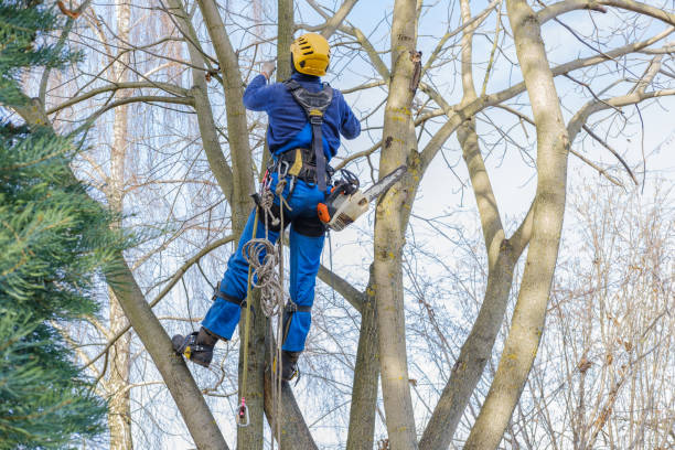 Soil Testing and Treatment in Jamestown West, NY