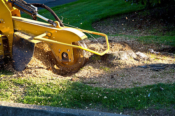 Trusted Jamestown West, NY Tree Services Experts